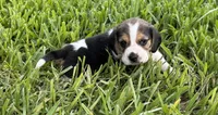 AKC Tri M 1, a male Beagle for sale in Fort Meade, FL – 6 of 7
