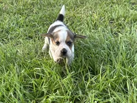 AKC Tri Male 2, a male Beagle for sale in Fort Meade, FL – 4 of 5