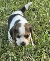 AKC Tri Male 2, a male Beagle for sale in Fort Meade, FL – 2 of 5