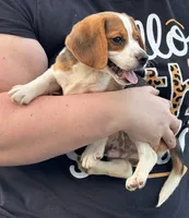 AKC Male, a male Beagle for sale in Fort Meade, FL – 2 of 5