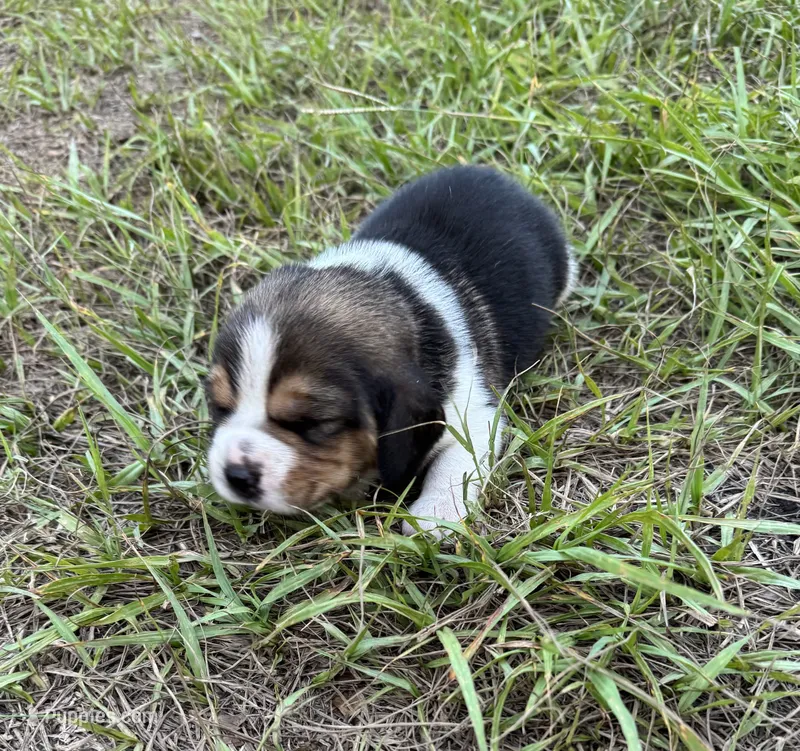 AKC Tri M 1 – Beagle puppy for sale in Fort Meade, FL