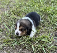 AKC Tri M 1, a male Beagle for sale in Fort Meade, FL – 1 of 3