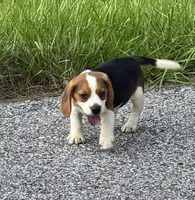 AKC Male Tri, a male Beagle for sale in Fort Meade, FL – 2 of 7