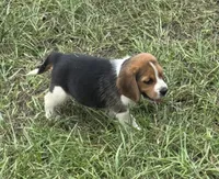 AKC Tri Male 2, a male Beagle for sale in Fort Meade, FL – 3 of 3