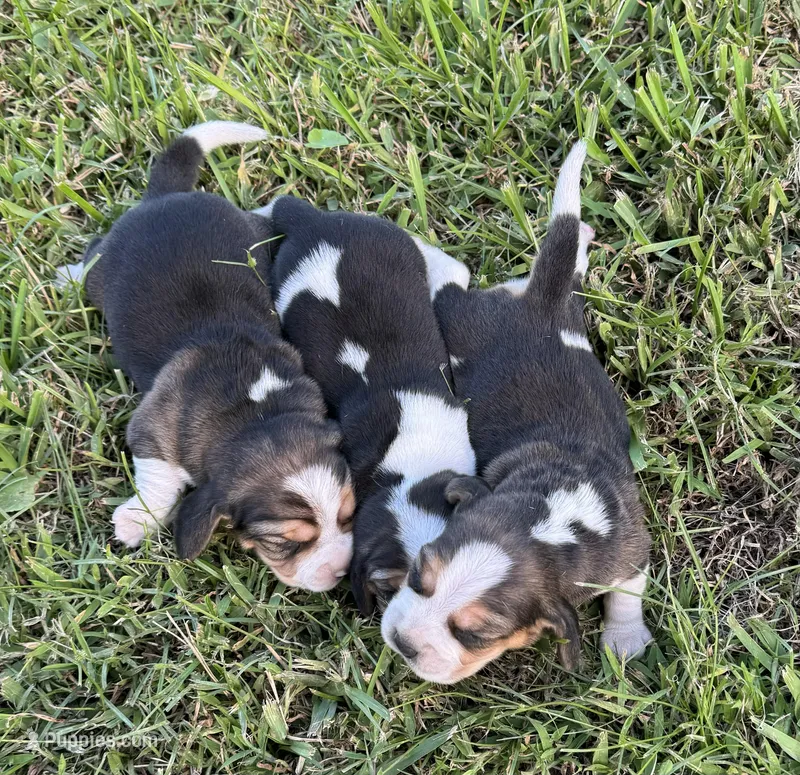 AKC Females