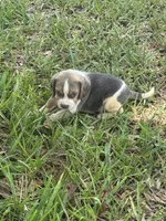 AKC Blue Tri Male, a male Beagle for sale in Fort Meade, FL – 2 of 5