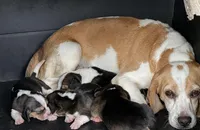 AKC Tri Females, a female Beagle for sale in Fort Meade, FL – Photo 2 of 4