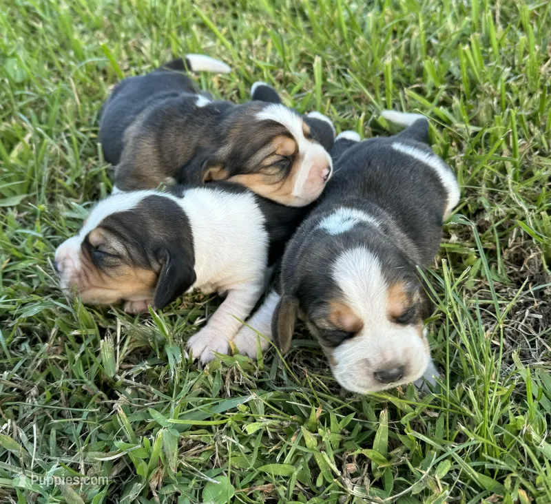 AKC Tri Females, a female Beagle for sale in Fort Meade, FL – Photo 1 of 4