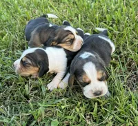 AKC Tri Females, a female Beagle for sale in Fort Meade, FL – Photo 1 of 4