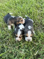 AKC Tri Females, a female Beagle for sale in Fort Meade, FL – Photo 4 of 4