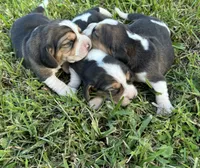 AKC Tri Females, a female Beagle for sale in Fort Meade, FL – Photo 3 of 4