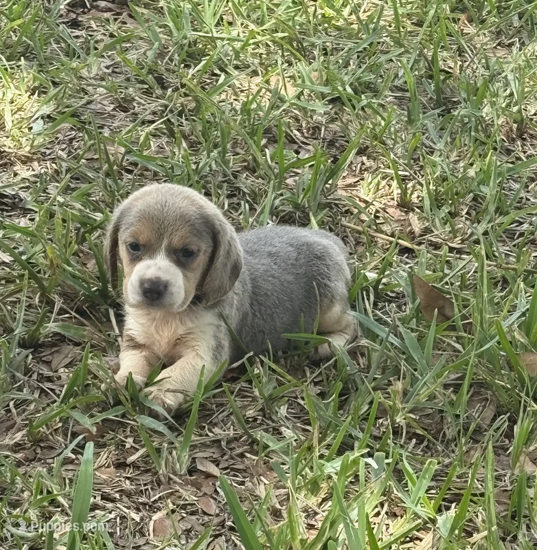 AKC – Beagle puppy for sale in Fort Meade, FL