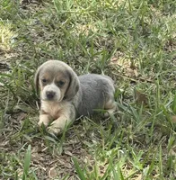 AKC, a female Beagle for sale in Fort Meade, FL – 1 of 4