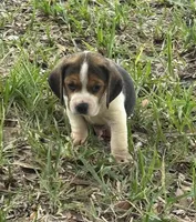 AKC Tri Male, a male Beagle for sale in Fort Meade, FL – 5 of 5