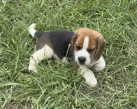 AKC Tri Male 3, a male Beagle for sale in Fort Meade, FL – 2 of 3