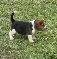 AKC Tri Male 2, a male Beagle for sale in Fort Meade, FL – 2 of 3