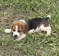 AKC Tri Male 3, a male Beagle for sale in Fort Meade, FL – 3 of 3