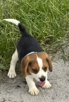 AKC Male Tri, a male Beagle for sale in Fort Meade, FL – 7 of 7