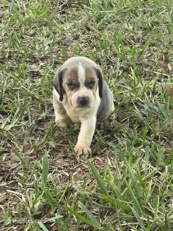 AKC Blue Tri Male – Beagle puppy for sale in Fort Meade, FL