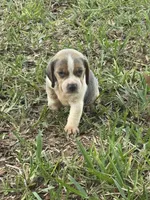 AKC Blue Tri Male, a male Beagle for sale in Fort Meade, FL – 1 of 5