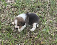 AKC Tri M 2, a male Beagle for sale in Fort Meade, FL – 4 of 4