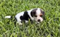 AKC Tri M 2, a male Beagle for sale in Fort Meade, FL – 2 of 6