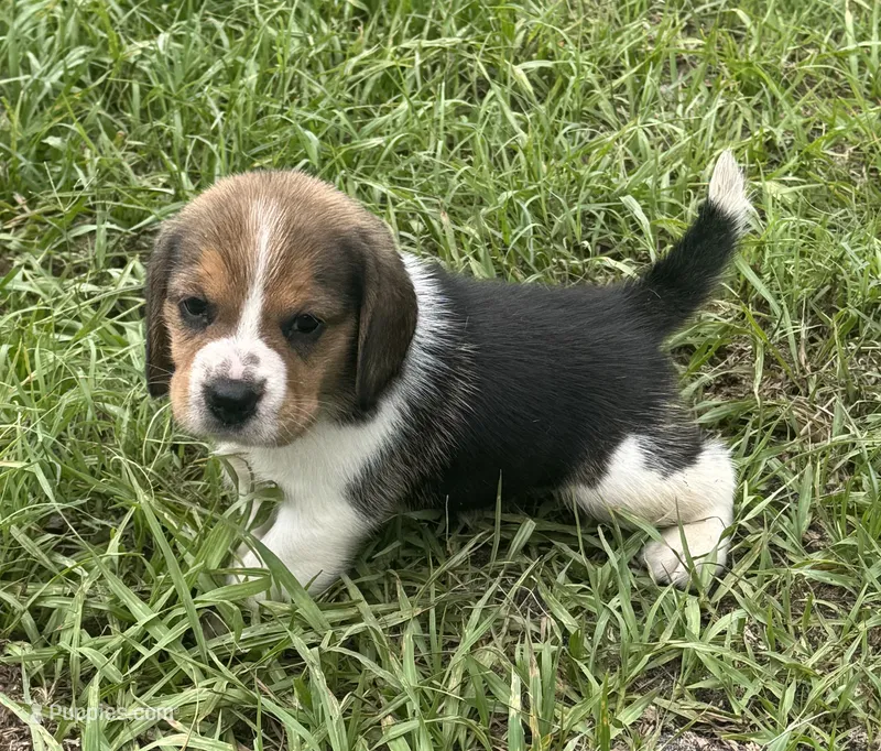 AKC Tri M 1 – Beagle puppy for sale in Fort Meade, FL