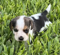 AKC Tri M 2, a male Beagle for sale in Fort Meade, FL – 4 of 6