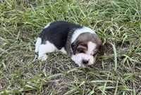 AKC Tri M 3, a male Beagle for sale in Fort Meade, FL – 1 of 4