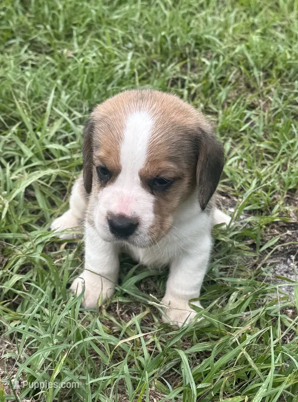 AKC Tri M 2 – Beagle puppy for sale in Fort Meade, FL