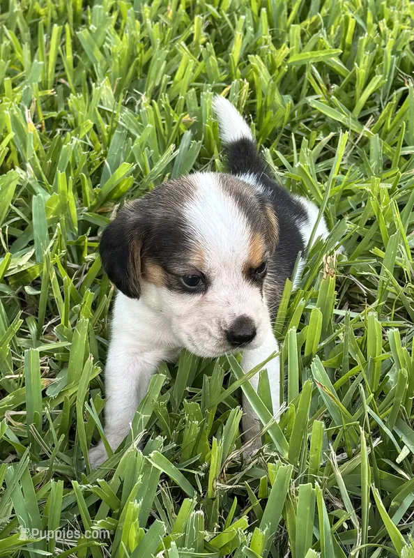 AKC Tri M 2 – Beagle puppy for sale in Fort Meade, FL