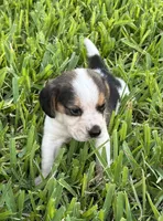 AKC Tri M 2, a male Beagle for sale in Fort Meade, FL – 1 of 6