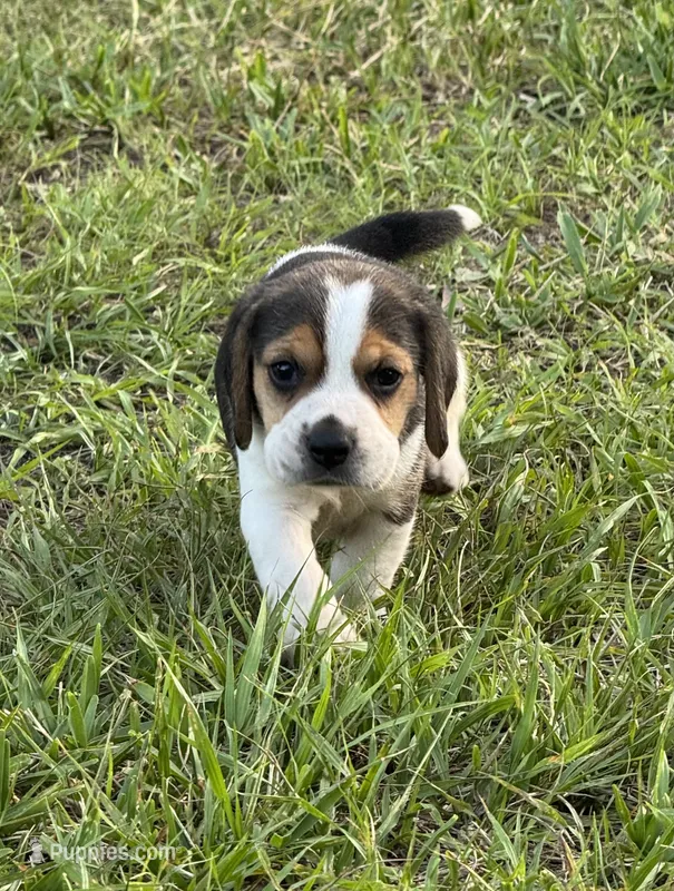 AKC Tri Male 1 – Beagle puppy for sale in Fort Meade, FL