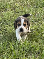AKC Tri Male 1, a male Beagle for sale in Fort Meade, FL – 1 of 5