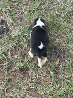 AKC Tri Male, a male Beagle for sale in Fort Meade, FL – 4 of 5