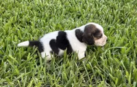 AKC Tri M 2, a male Beagle for sale in Fort Meade, FL – 6 of 6