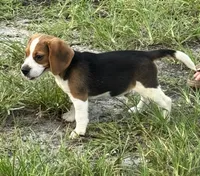 AKC Male, a male Beagle for sale in Fort Meade, FL – 3 of 5