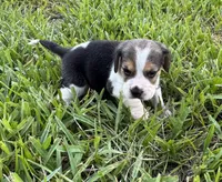 AKC Tri M 1, a male Beagle for sale in Fort Meade, FL – 2 of 7
