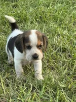 AKC Tri Male 2, a male Beagle for sale in Fort Meade, FL – 1 of 5