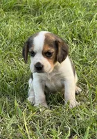 AKC Tri Male 2, a male Beagle for sale in Fort Meade, FL – 3 of 5