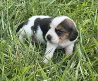 AKC Tri M 2, a male Beagle for sale in Fort Meade, FL – 5 of 5