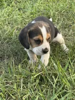 AKC Tri Male 1, a male Beagle for sale in Fort Meade, FL – 3 of 5