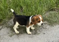 AKC Male Tri, a male Beagle for sale in Fort Meade, FL – 6 of 7