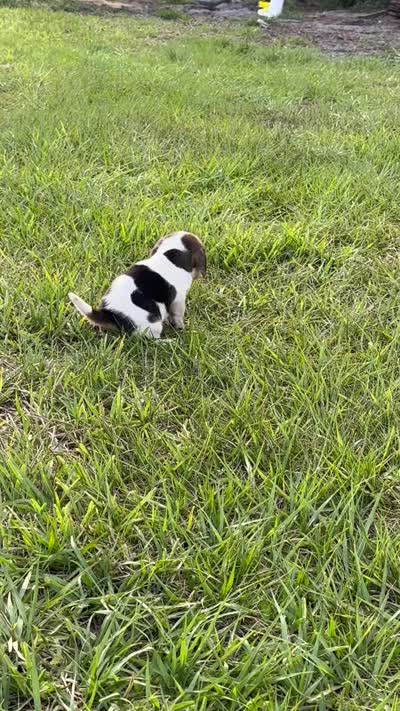 AKC Tri Male 2, a male Beagle for sale in Fort Meade, FL – 5 of 5