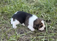 AKC Tri M 3, a male Beagle for sale in Fort Meade, FL – 2 of 4