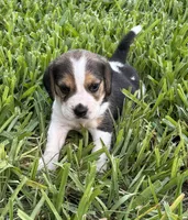 AKC Tri M 1, a male Beagle for sale in Fort Meade, FL – 4 of 7
