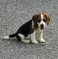 AKC Male, a male Beagle for sale in Fort Meade, FL – 4 of 5