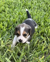 AKC Tri M 1, a male Beagle for sale in Fort Meade, FL – 7 of 7