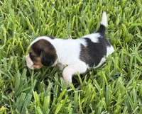 AKC Tri M 2, a male Beagle for sale in Fort Meade, FL – 5 of 6