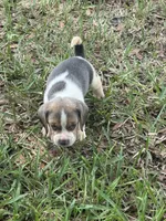 AKC Blue Tri Male, a male Beagle for sale in Fort Meade, FL – 3 of 5